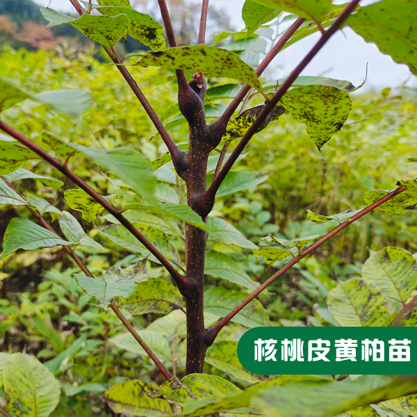 厚皮黄柏苗