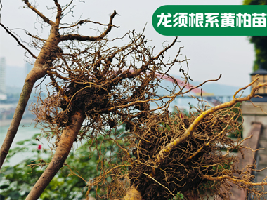 黄柏苗多少钱一株